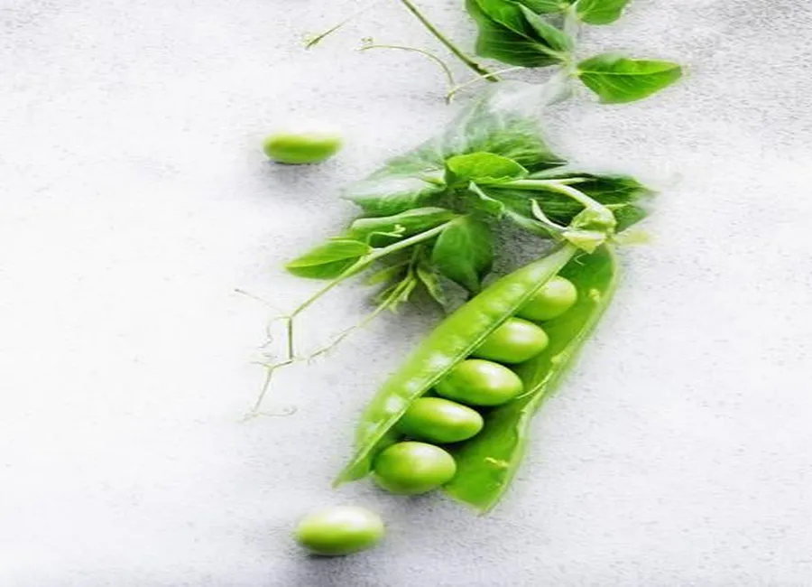 Caviar de petits pois au shiso