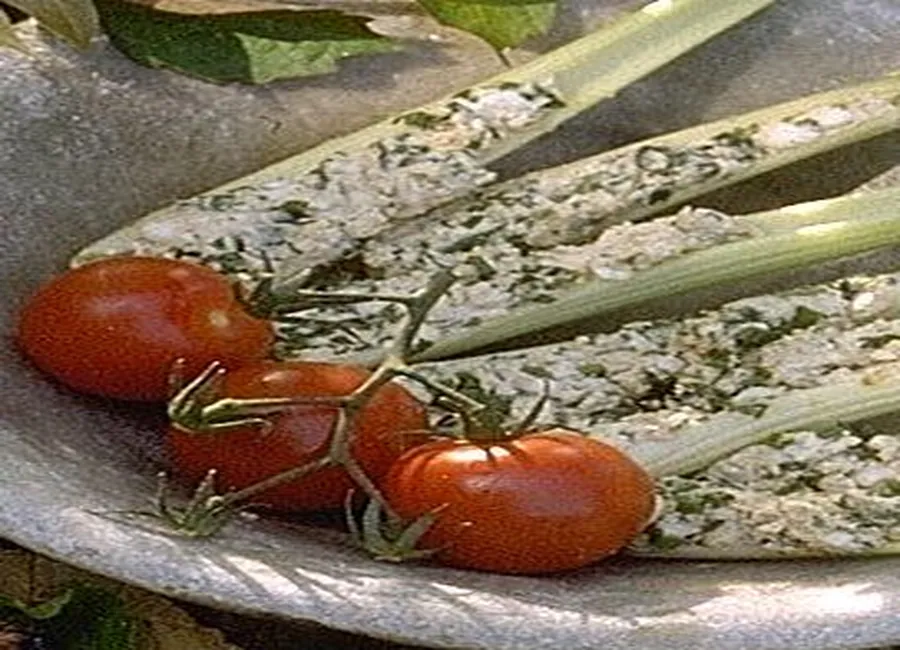 Céleri au chèvre