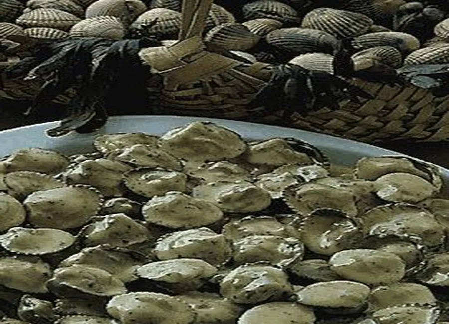 Coques de genets