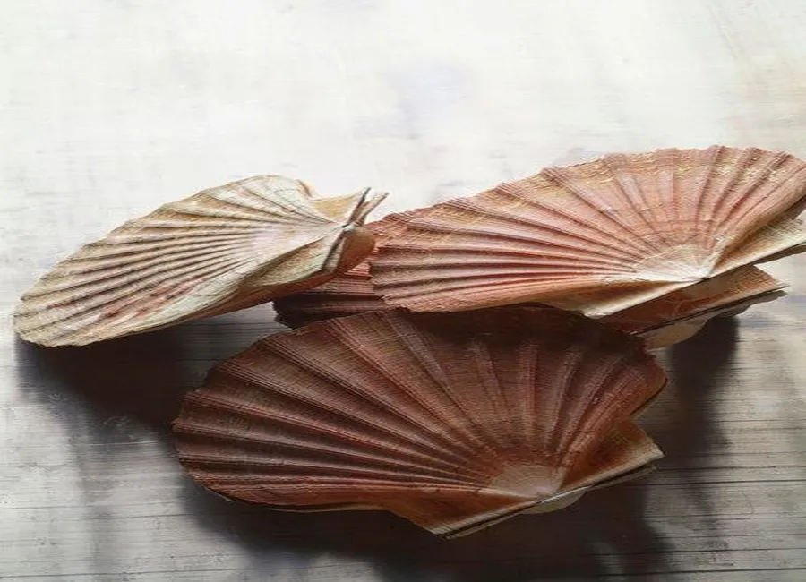 Coquille saint-jacques à l'étuvée