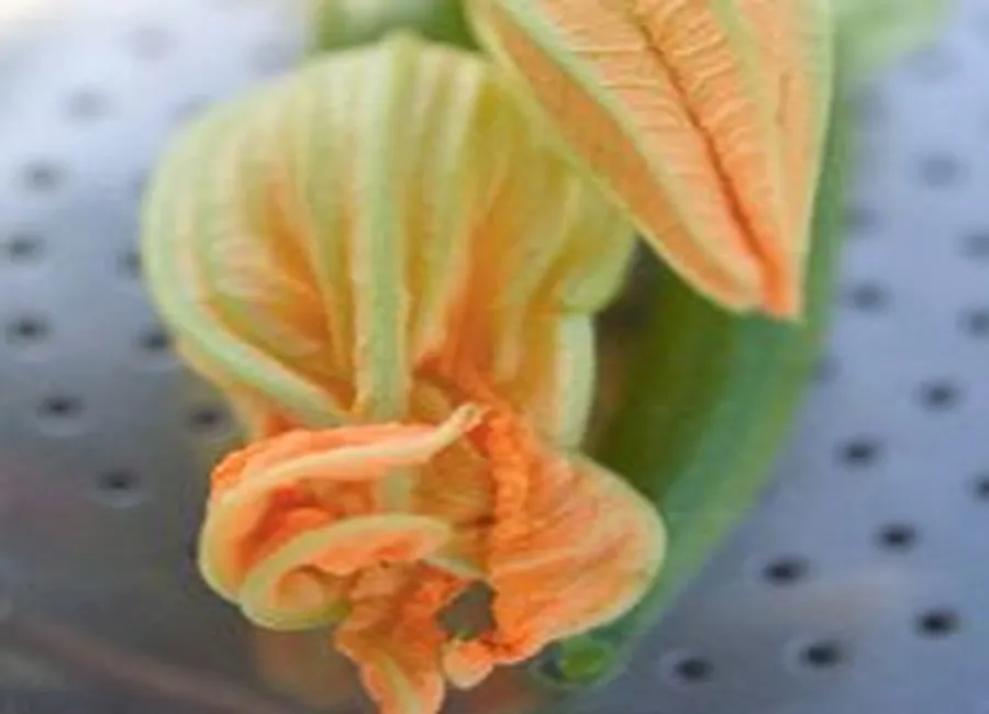 Gemellis aux fleurs de zucchinis