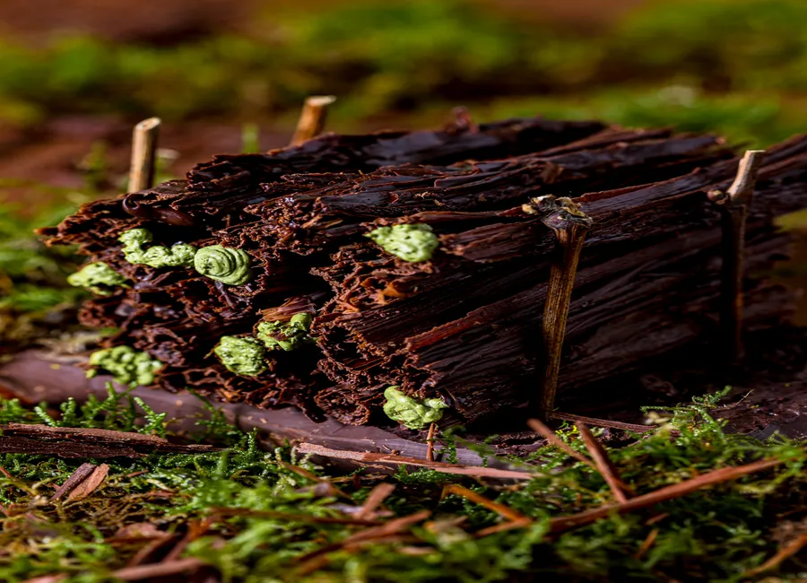 Stère de bois de nos campagnes
