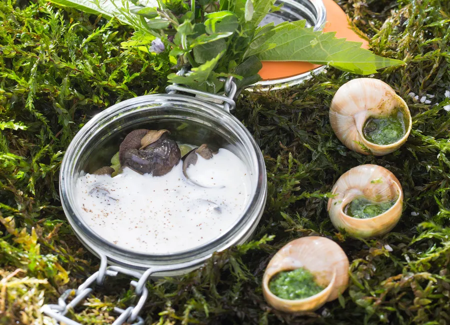 Escargots de bourgogne en coquille
