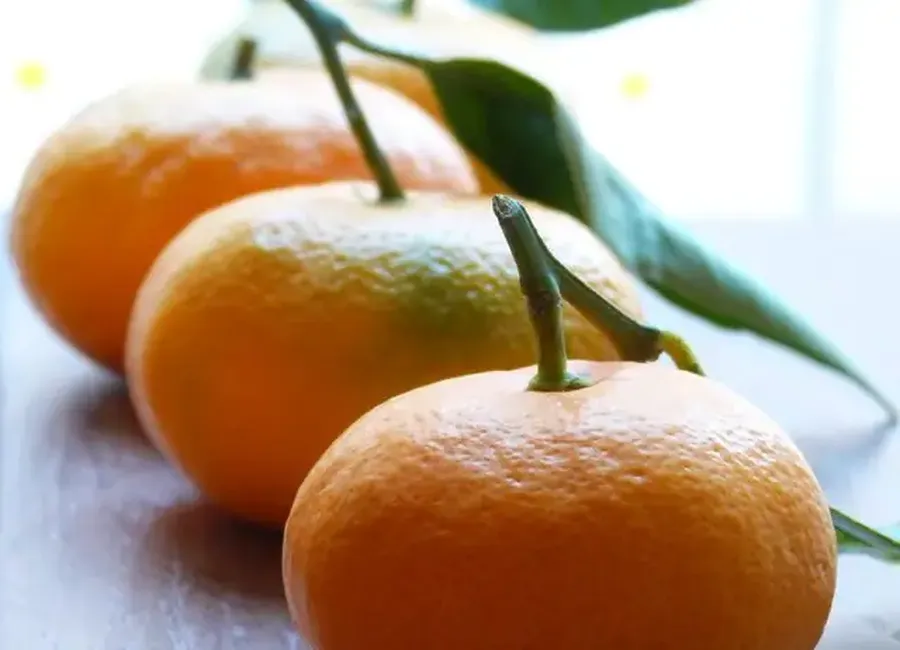 Confiture de clémentines à la musquée de provence