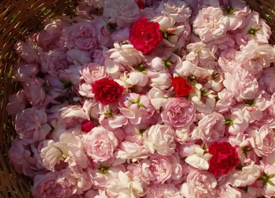 Gelée de pétales de roses