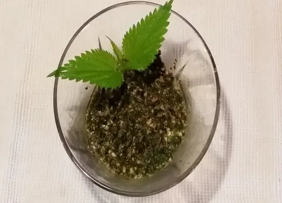 Pesto d'orties