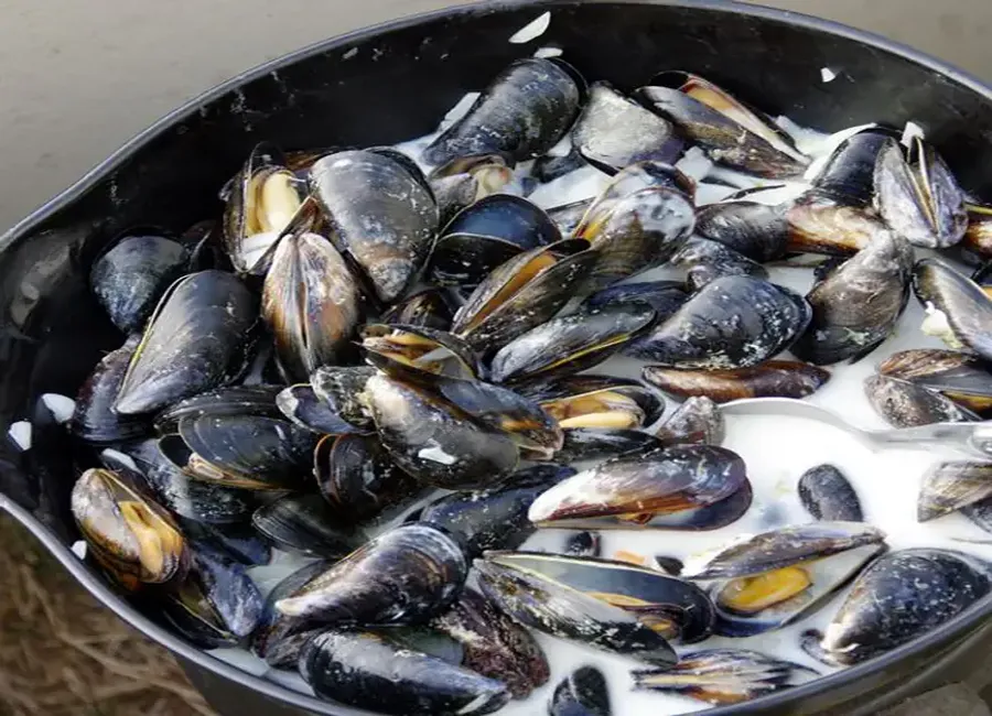 Moules à la crème et au chèvre
