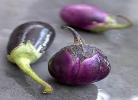 Aubergines aux fines herbes