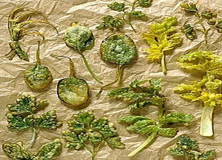 Beignets de feuilles et d'herbes