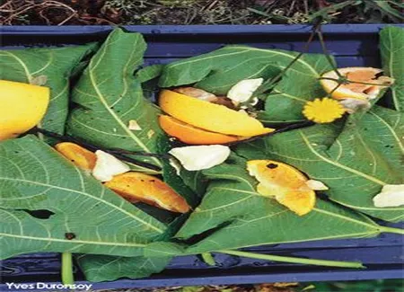 Figues rôties dans leurs feuilles