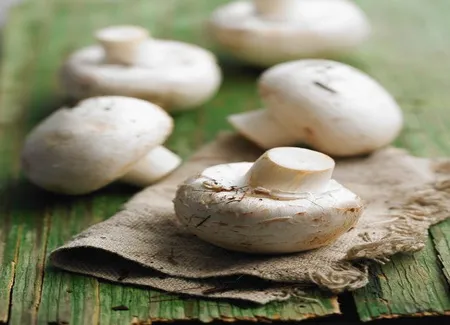 Fricassée de champignons