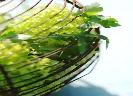 Frisée aux lardons et gruyère