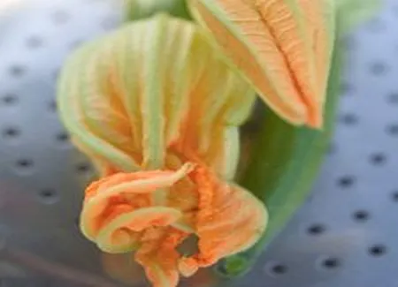 Gemellis aux fleurs de zucchinis