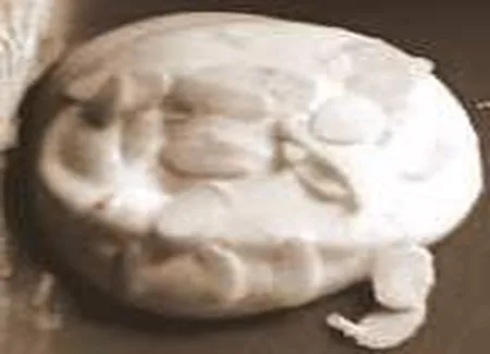 Meringues aux café truffées à l' orange confites et notes d' amandes effillées
