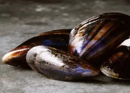 Moules et colin du pays basque