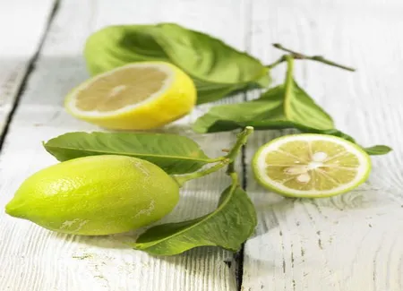 Mousse au citron vert en tulipe