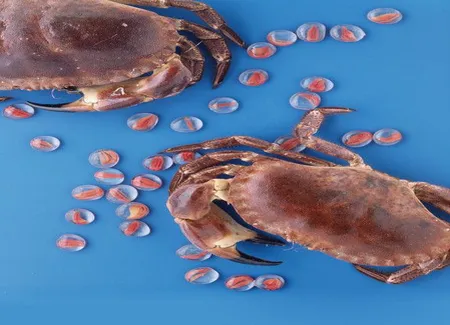 Mousse aux fruits de mer