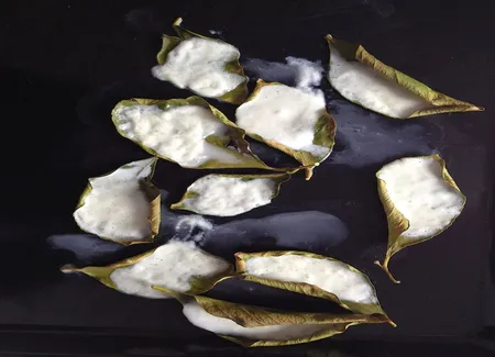 Mozza sur feuilles de citron
