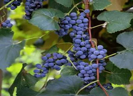 Perdrix aux raisins concorde