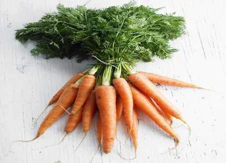 Purée de carotte et endive