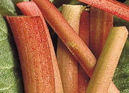 Rhubarbe à la vanille et au vinaigre balsamique