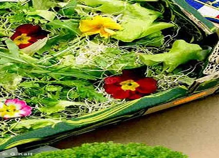 Salade verte aux capucines et aux pousses germées
