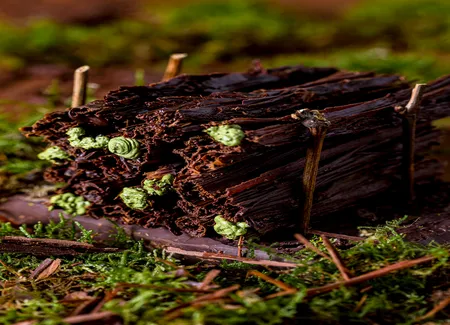 Stère de bois de nos campagnes