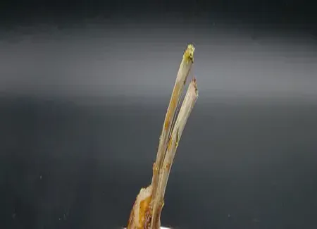 Carré d'agneau en croûte d'herbes et pommes de terre en 3 façons