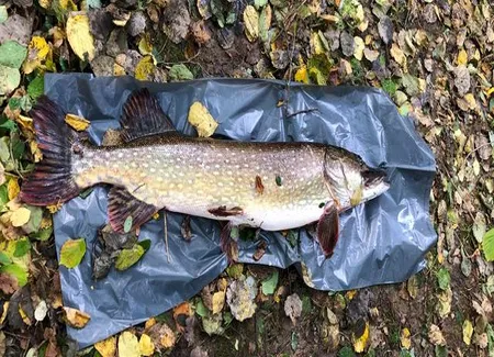 Brochet à la romande