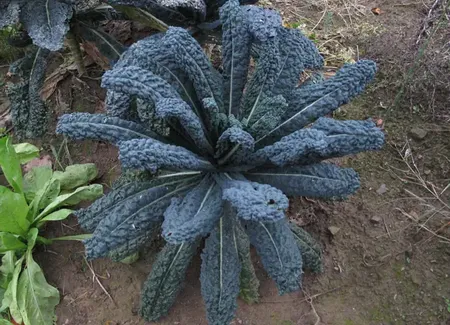Pesto au chou noir (kale)