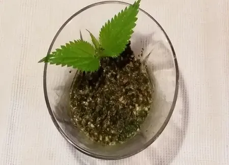 Pesto d'orties