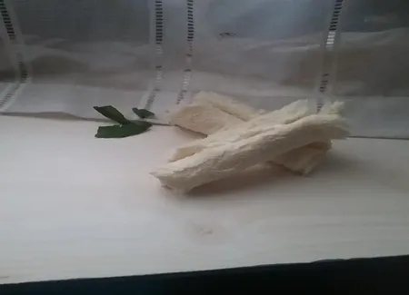 Roulés de fromage (très rapide)